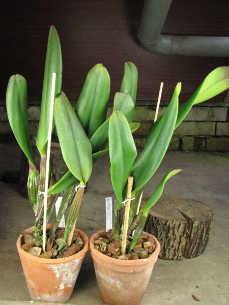 Blc King of Taiwan 'Ta-Hsin'.jpg