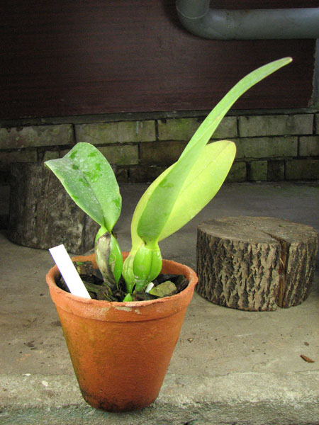 Lc Antonetta Mahan 'S-10'.jpg