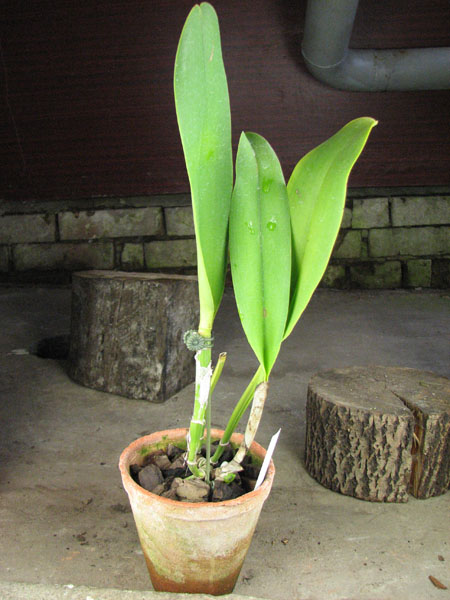 Blc Tainan Gold 'Canary'.jpg