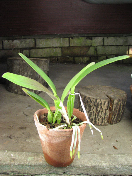 Cattleya trianae pincelada 'Taky-Huaylla' x Cattleya trianae integra orlata vinho.jpg
