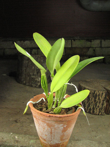 Cattleya trianae pincelada 'Taky-Huaylla' x Cattleya trianae integra orlata vinho.jpg