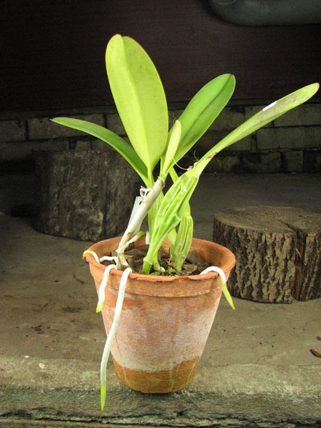 Cattleya trianae pincelada 'Taky-Huaylla' x Cattleya trianae integra orlata vinho.jpg