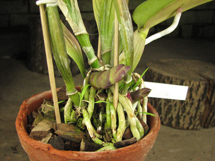 Laeliocattleya Redglen 'Eureka' (Buccaneer x George Cutler).jpg