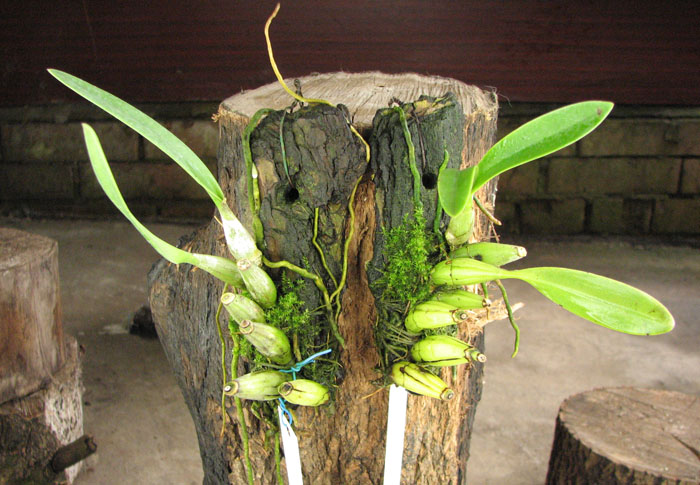 Laelia furfuracea.jpg