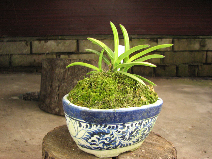 Neofinetia falcata Kinrokaku.jpg
