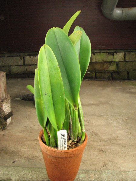Brassolaeliocattleya Sanyung Ruby 'Shin Mei'.jpg