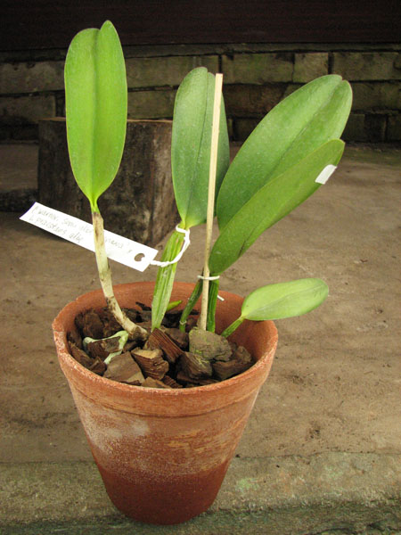 Cattleya warneri semi alba 'Geneva' x Laelia praestans alba.jpg