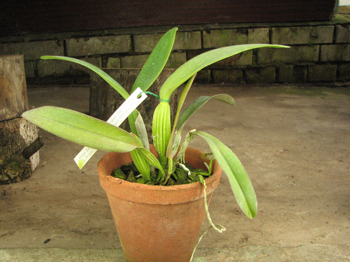 Cattleya labiata amesiana 'Super Star' (Z-43) x Cattleya labiata roxo bispo 'Urbano'.jpg