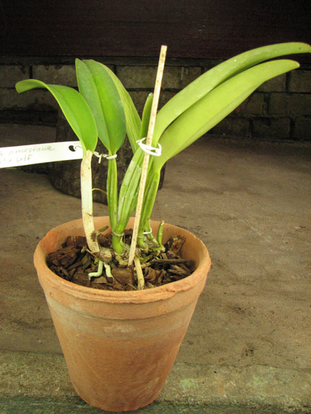 Cattleya labiata amesiana 'Bela' (Z-8) x SELF.jpg