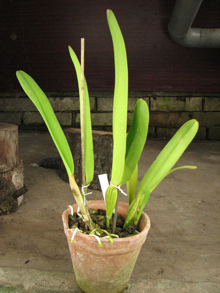 Laelia pulcherrima coerulea.jpg