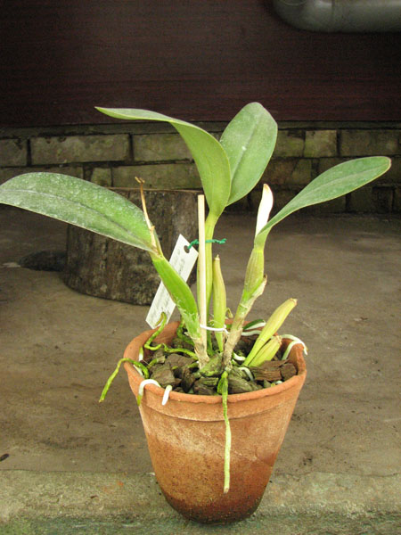 Cattleya bowringiana 'Da Estelinha de Novaes' x Cattleya labiata integra orlata 'Zas-1'.jpg