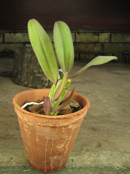 Cattleya labiata rubra integra-orlata-pincelada x Laelia pumila 'Ruby Queen'.jpg