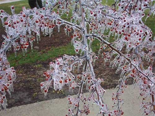 отцвела уж давно....