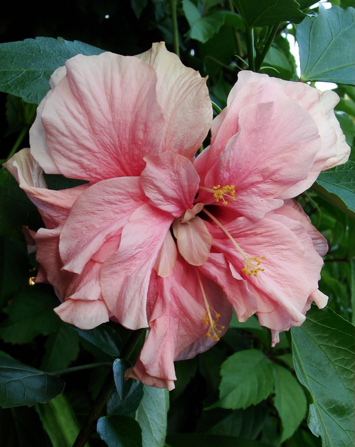 DSC02945розовый flo.jpg