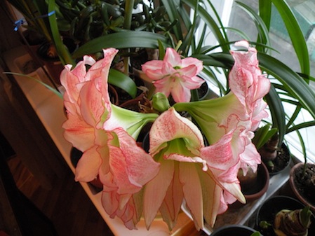 Блоссом пикок потерялся на фоне и обалдел от великолепной красотки - соседки))))))