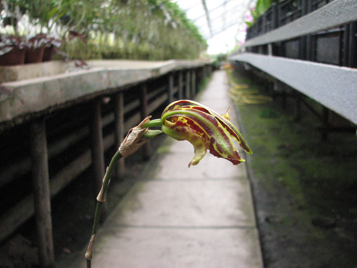 Psychopsis Kalihii 'Big'.jpg