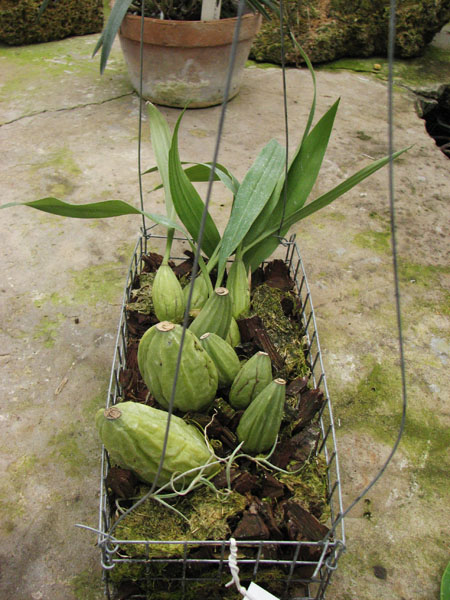 Coelogyne cristata 'maxima'.jpg