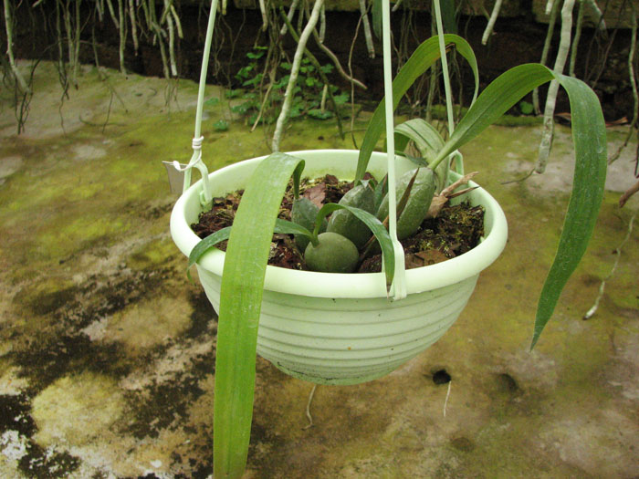 Coelogyne cristata.jpg