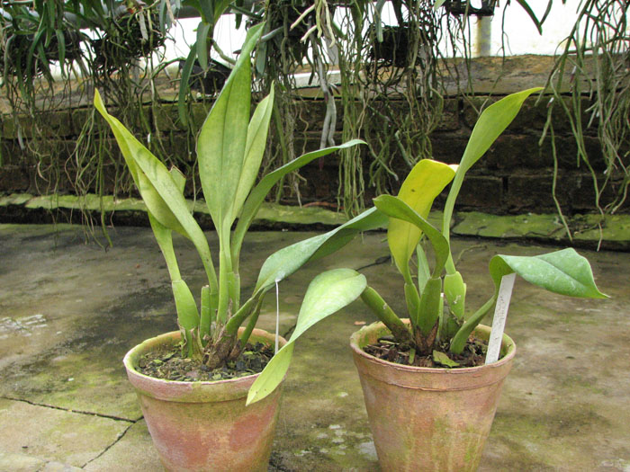 Trichopillia Senne Star.jpg