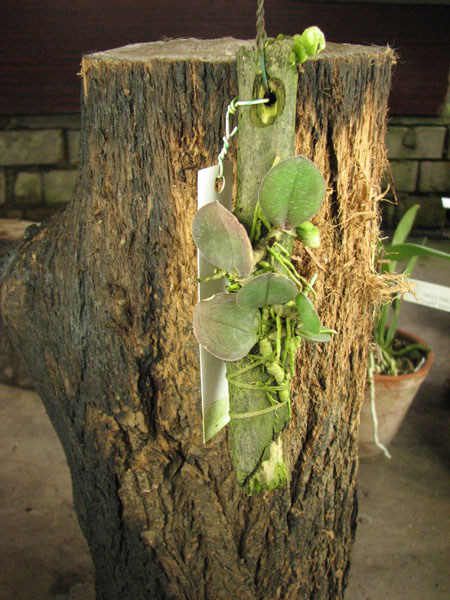 Meiracyllum trinasutum.jpg