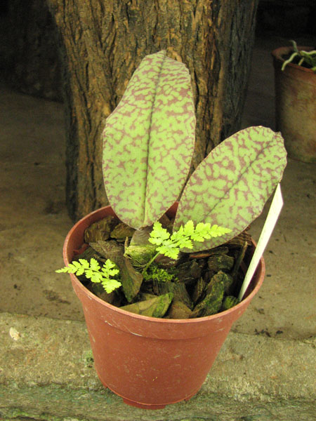 Psychopsis Butterfly (sanderae x papilio).jpg
