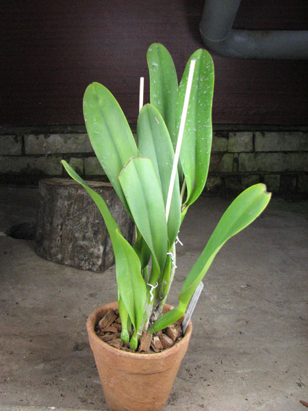 Brassolaeliocattleya Toshie's Magic 'Hsinying'.jpg