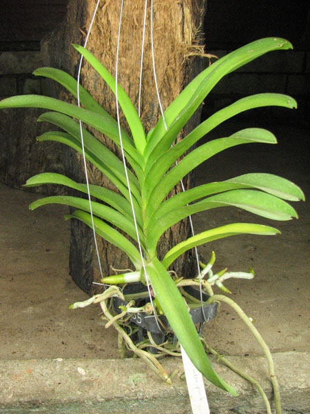 Vanda Manuvadee Pink.jpg