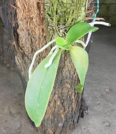 Phalaenopsis pulchra.jpg