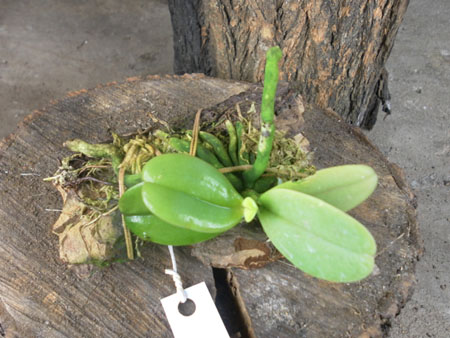 Phalaenopsis cornu cervi var1.jpg