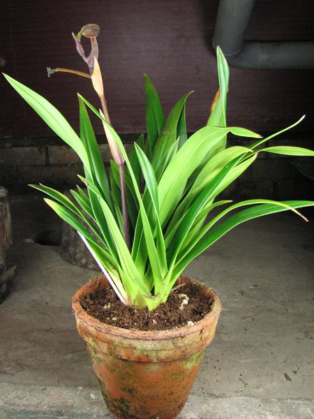 Phragmipedium Eumelia Arias (kovachii x schlimii).jpg