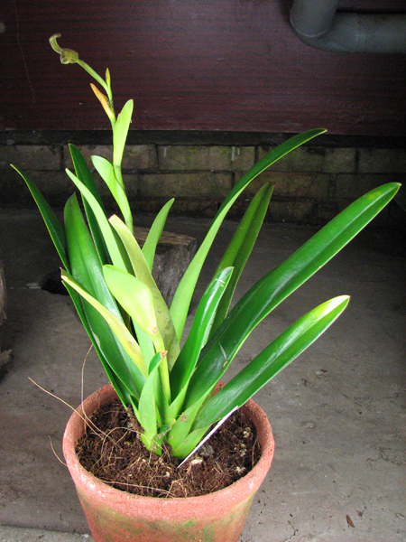 Phragmipedium caudatum var wallisii.jpg