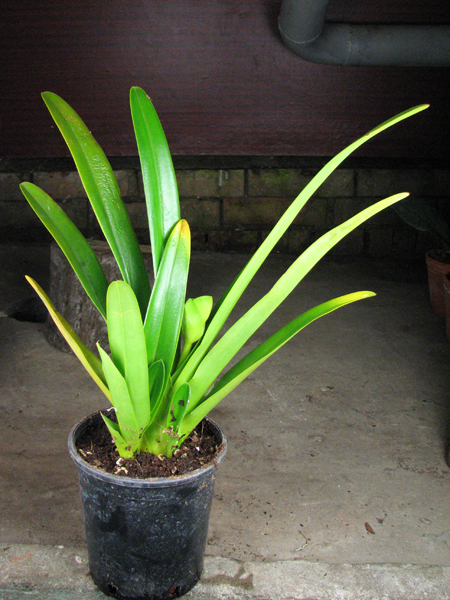 Phragmipedium caudatum.jpg