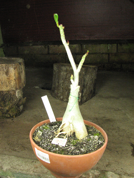 Adenium Super Jao Sua.jpg