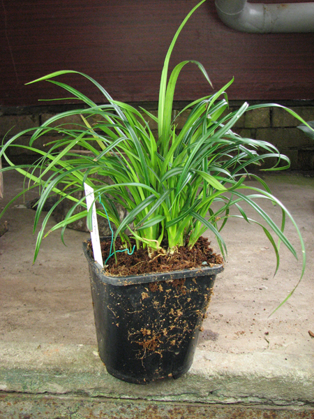 Phragmipedium pearcei.jpg