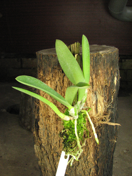 Laelia jongheana.jpg
