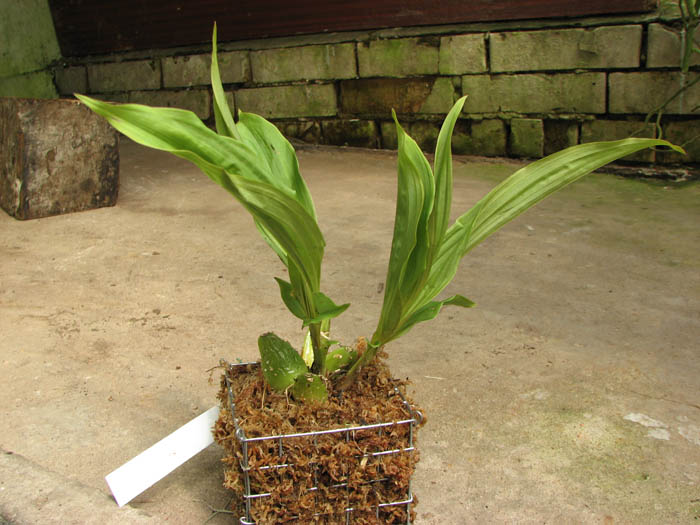 Paphinia cristata.jpg