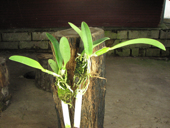 Laelia jongheana.jpg