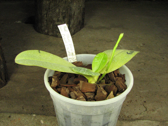 Phalaenopsis (Stone Morning x Sogo Grape) 'Kitty Face'.jpg