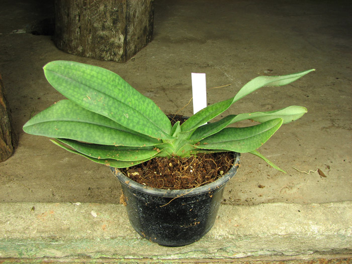 Paphiopedilum delenatii x hangianum.jpg