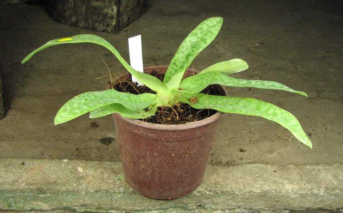 Paphiopedilum Pinocchio x godefroyae var album.jpg