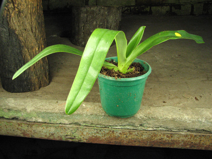 Paphiopedilum Angel Hair x Prince Edward of York.jpg