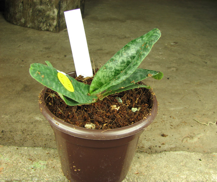 Paphiopedilum concolor.jpg