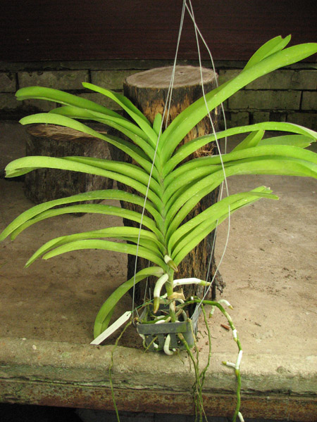 Vanda Sansai Blue.jpg