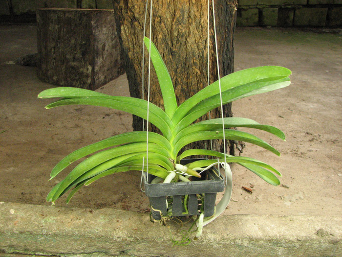 Vanda Pak Chong Blue.jpg