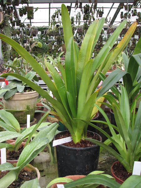 Phragmipedium caudatum.jpg