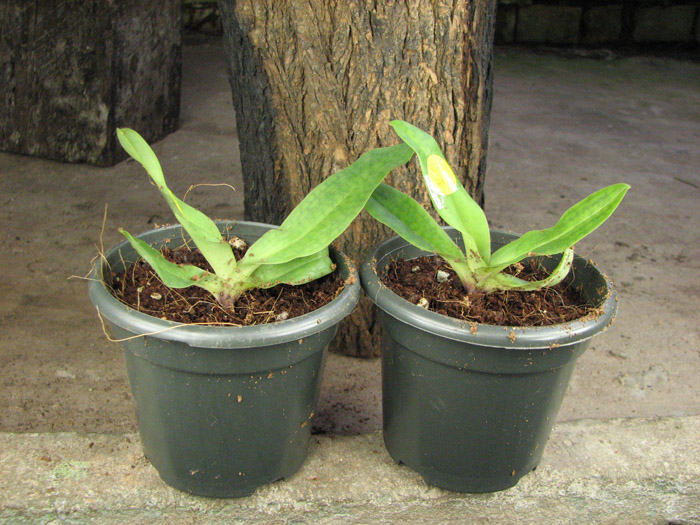 Paphiopedilum chamberlainianum.jpg
