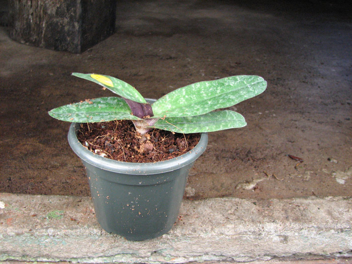 Paphiopedilum godefroyae var angthong.jpg
