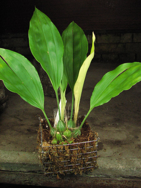 Stanhopea candida.jpg