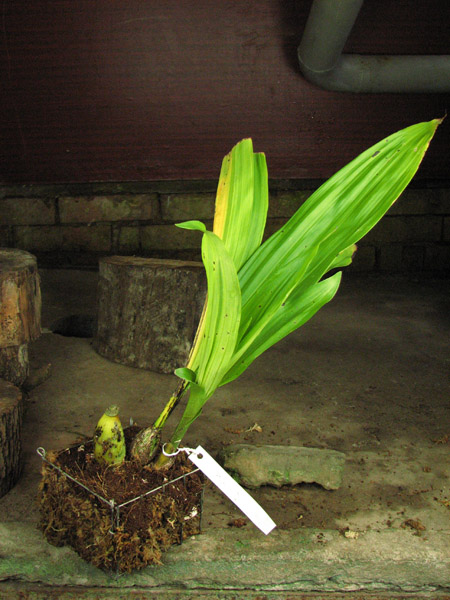 Lycomormium squalidum.jpg