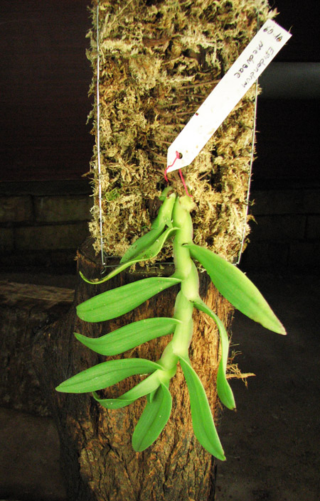 Epidendrum medusae.jpg